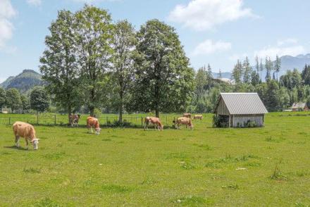 Ramsau am Dachstein (AT-3774)