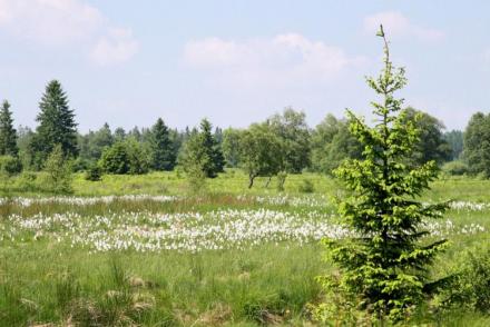 Hautes Fagnes (BE-268)