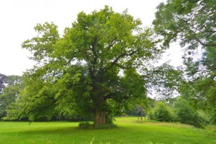 Le Vieux Tilleul du Château (BE-4670)