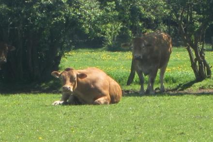 Au Bord de la Rivière (BE-5664)